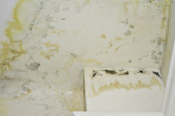 Mold Repair Service